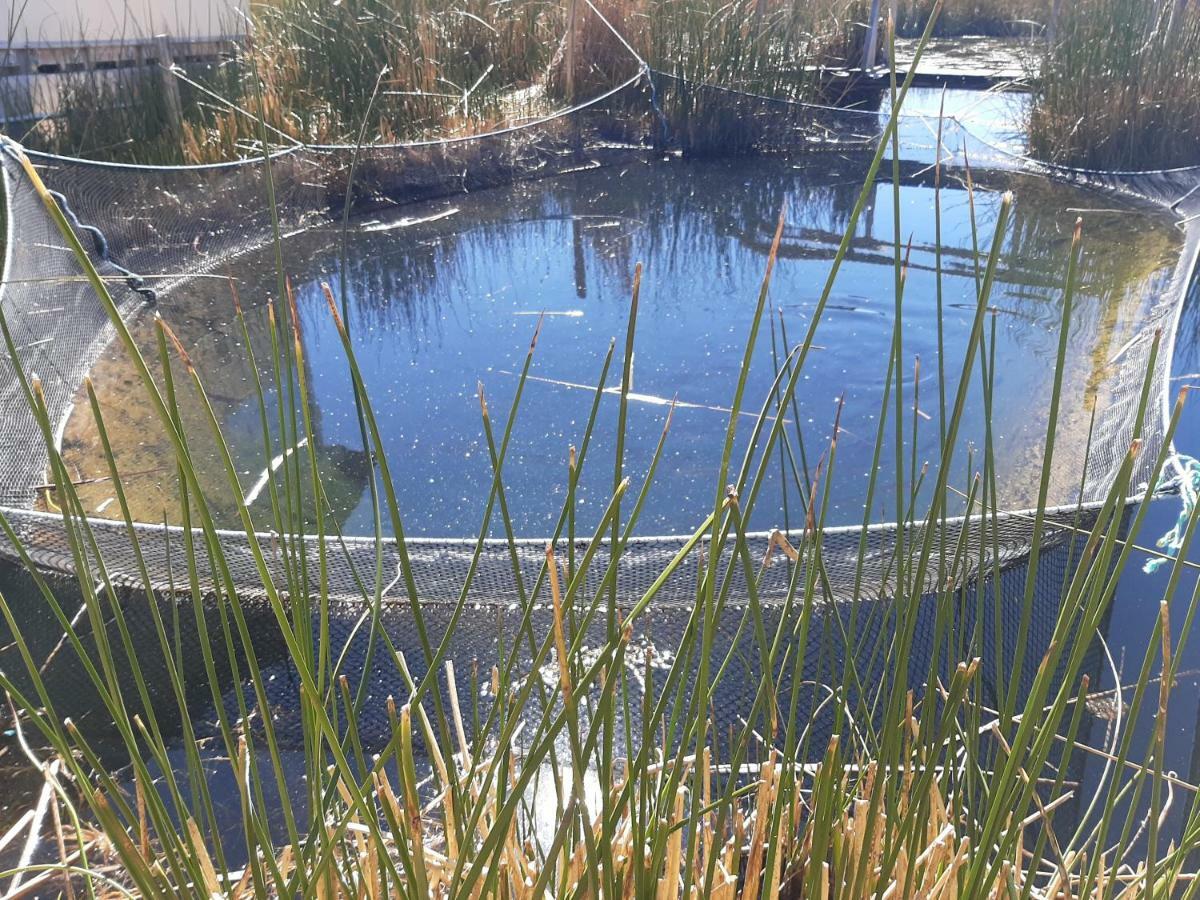 Quechua Lodge Titicaca プーノ エクステリア 写真